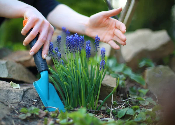 Plantation de fleurs, jardinage printanier — Photo