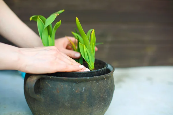 Die ersten Frühlingsblumen — Stockfoto