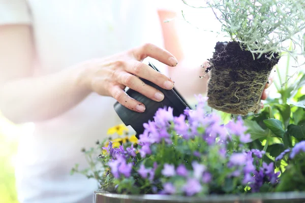 Watering plants — Stock Photo, Image