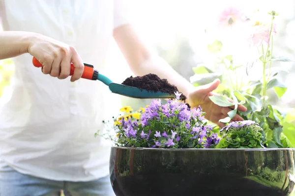 Watering plants — Stock Photo, Image