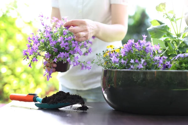 Plantas de riego — Foto de Stock