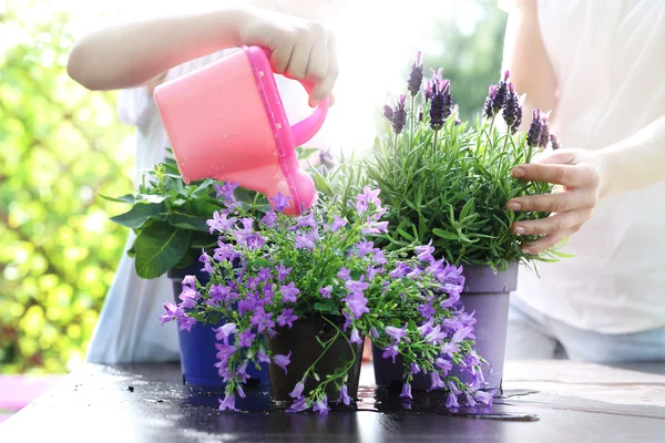 Watering plants — Stock Photo, Image