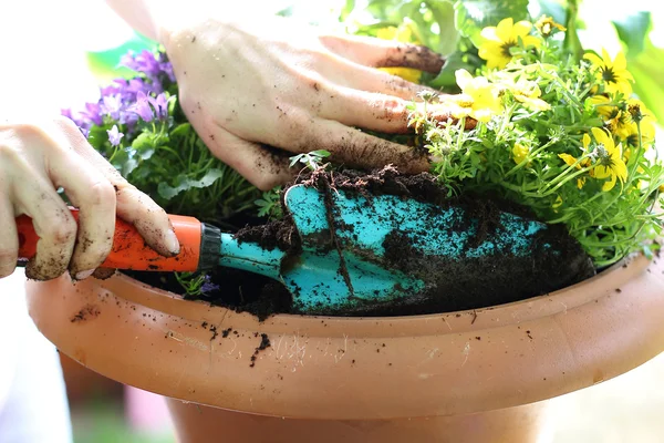 Verano en el jardín — Foto de Stock