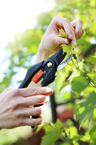 Vines, memangkas tanaman merambat memangkas gunting . — Stok Foto