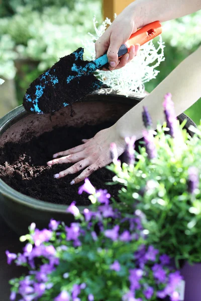 Planting flower garden — Stock Photo, Image
