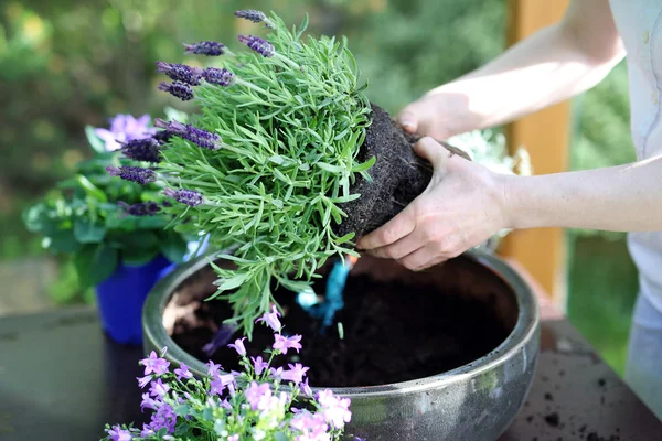 Plantering, arbeta på tomten — Stockfoto