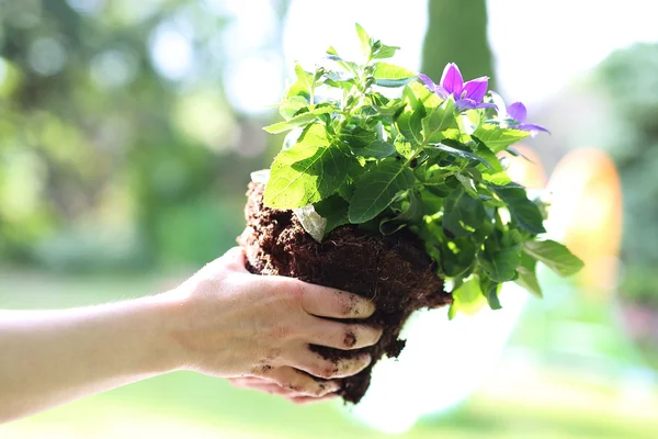 Herramientas de jardín . — Foto de Stock