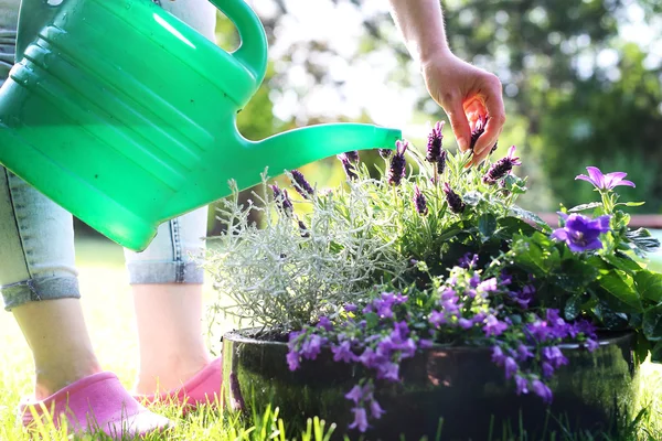 De tuin water geven — Stockfoto