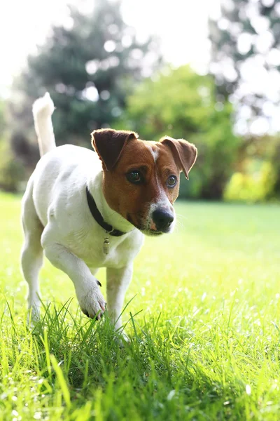 Cane in vacanza — Foto Stock