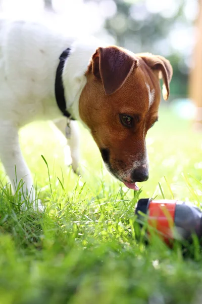 Dog on vacation — Stock Photo, Image