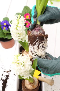 Kökleri, houseplants repotting.