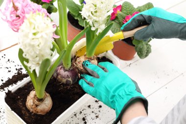 Planting of bulbous plants, hyacinth clipart