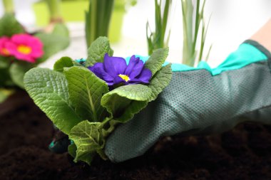 Saksı bitkileri, renkli campanula'lar dikim