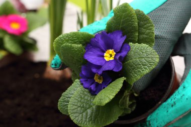 Saksı bitkileri, renkli campanula'lar dikim