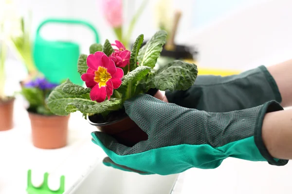 Primeln Frühlingsblumen — Stockfoto