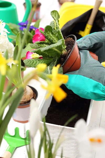 Plantas da Primavera — Fotografia de Stock