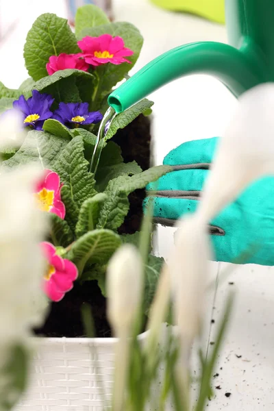 Riego flores en maceta, cuidado de las plantas de la casa — Foto de Stock