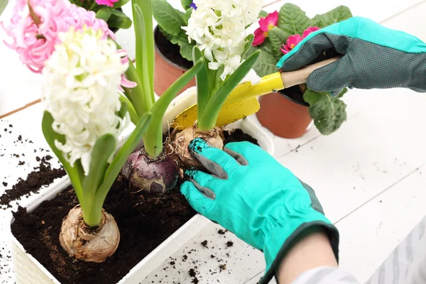 Plantação de plantas bulbosas, Jacinto — Fotografia de Stock