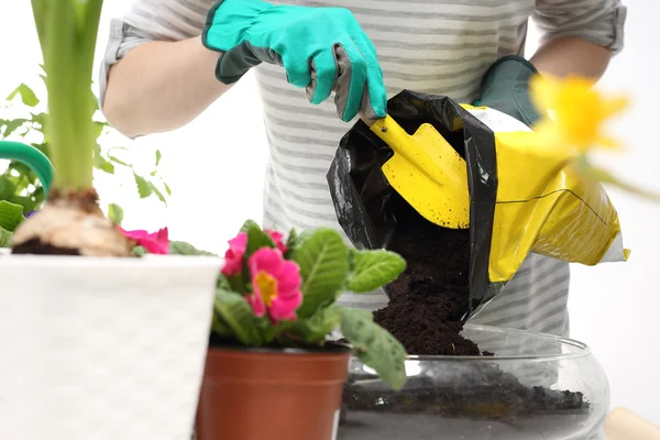 Campanula'lar çiçekler bahar Saksı bitkiler bahar — Stok fotoğraf