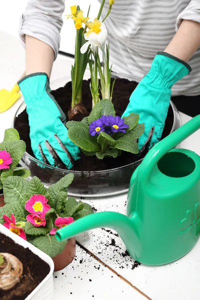 春の花の配置, — ストック写真