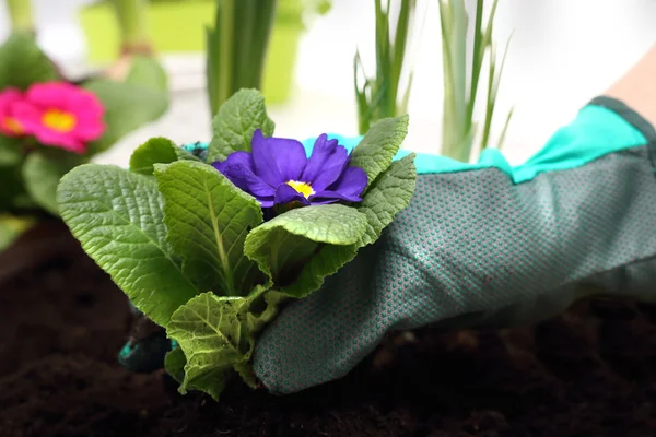 Plantando plantas potted, primroses coloridos — Fotografia de Stock