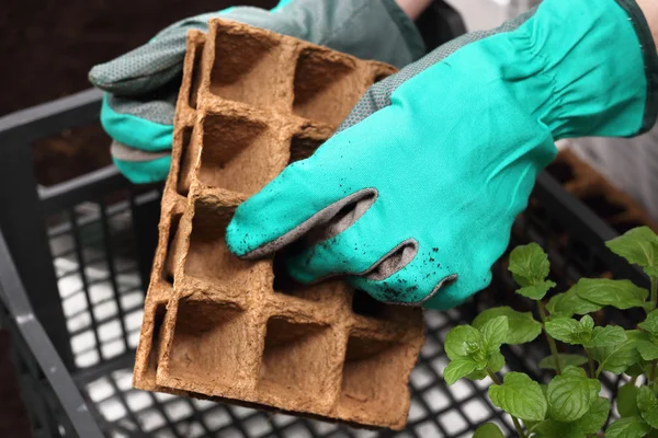 Giardino ecologico, semina piante in vasi di torba — Foto Stock