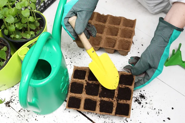 Sementi, giardiniere prepara le piantine — Foto Stock