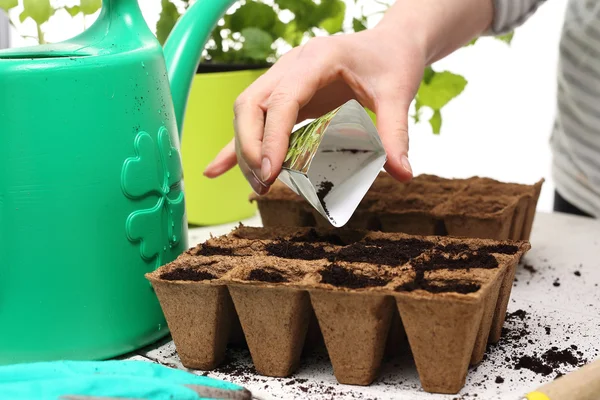 Semear as sementes em potes. Cultivo em casa — Fotografia de Stock