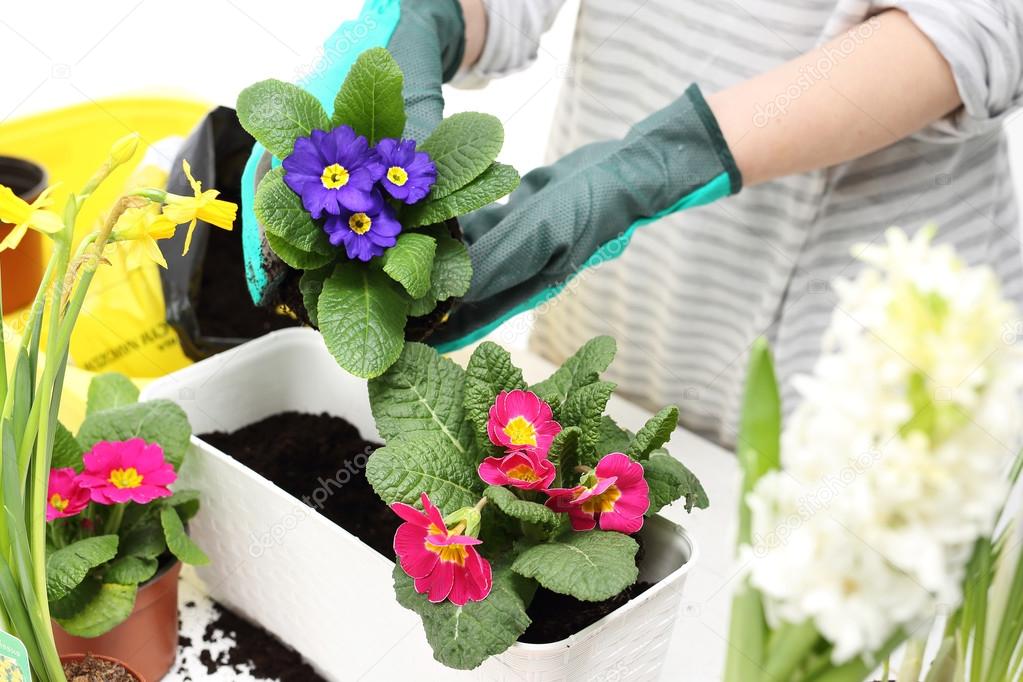 Planting plants in pots