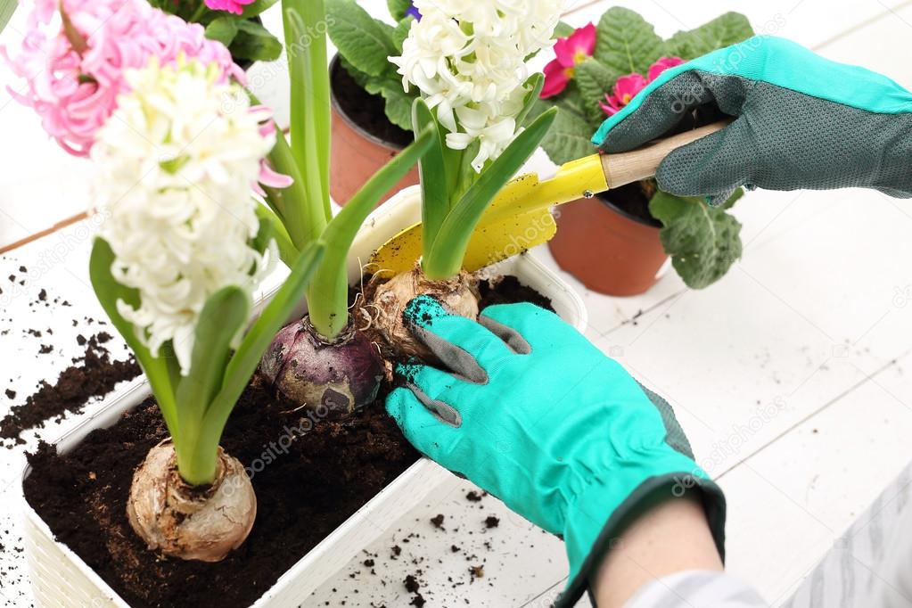 Planting of bulbous plants, hyacinth