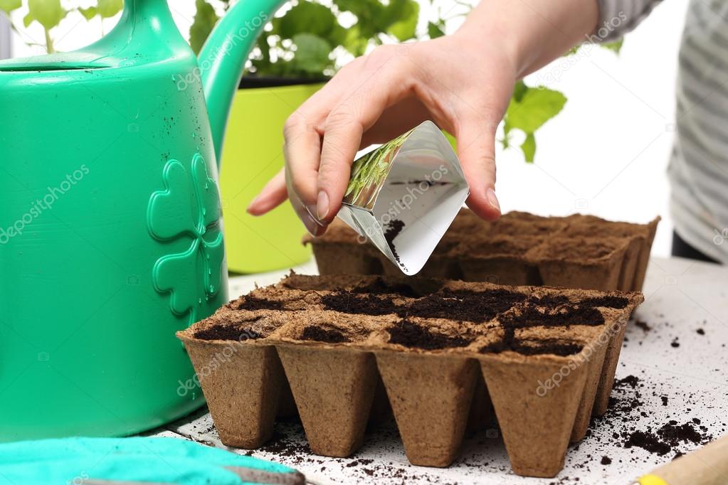 Sowing the seeds into pots. Home cultivation