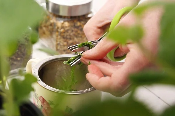 Té con hierbas frescas.Scissors hierbas . — Foto de Stock