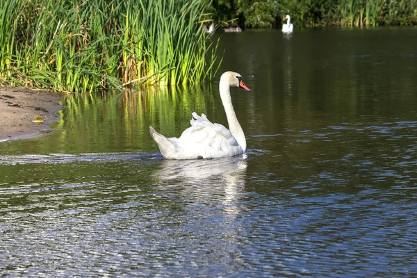 The Swan — Stock Photo, Image