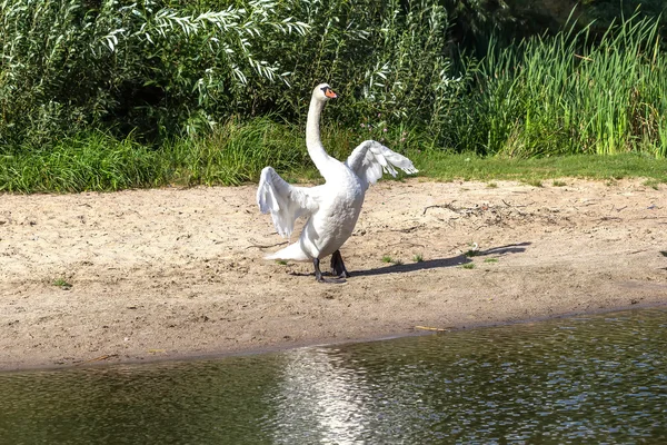 The Swan — Stock Photo, Image