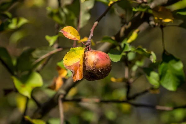 A maçã podre — Fotografia de Stock