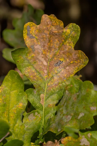 Das Blatt am Baum — Stockfoto