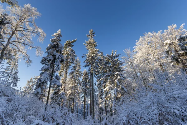 El invierno de Pomerania polaca — Foto de Stock