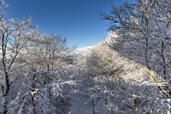 El invierno de Pomerania polaca — Foto de Stock