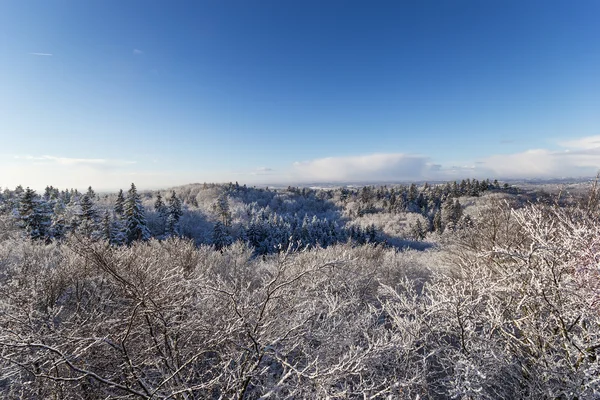 El invierno de Pomerania polaca — Foto de Stock