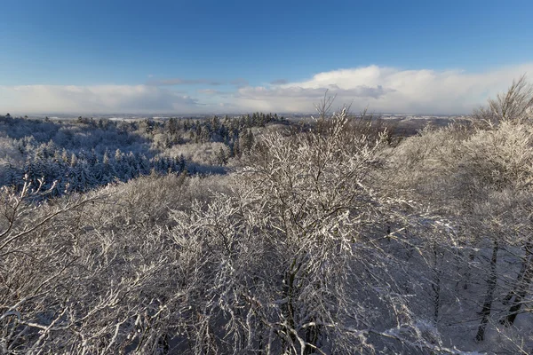 Lehçe Pomerania kış — Stok fotoğraf