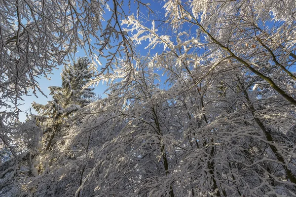 De Poolse Pommeren winter — Stockfoto