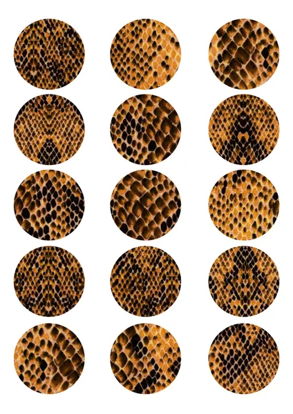 Texture pelle di serpente, sfondo modello ovale — Foto Stock