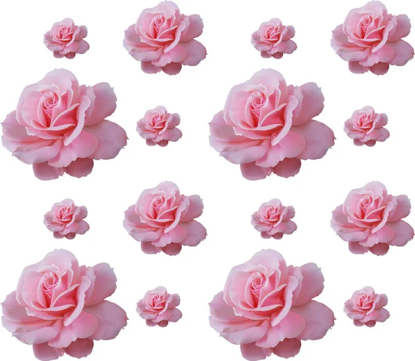 Roze roos patroon — Stockvector