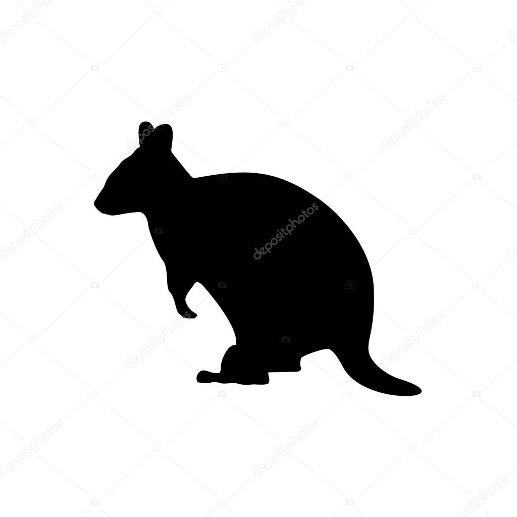 Educational game Find the correct shadow. Little cute quokka holds the plant in the hands.