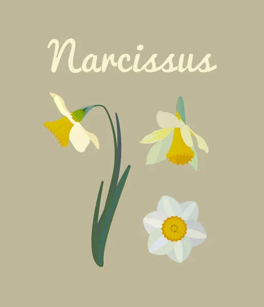 Ställa Tecknad Narcissus Illustration Brun Bakgrund — Stock vektor