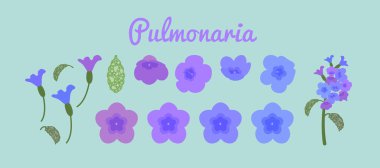 Pulmoner çiçek seti. Akciğer kurdu çiçekleri. menekşenin farklı tonları bir ciltte.