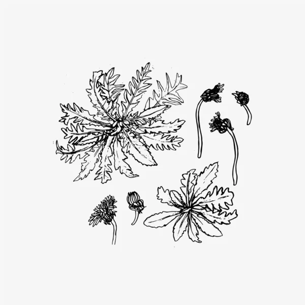 Dandelion flower vector drawing set. — Stock Vector
