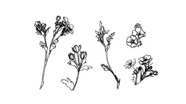 Yabani çiçekler. Düğünçiçeği. Suluboya arka planda çiçek çizgisi.