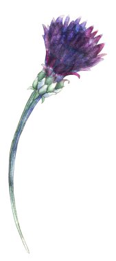 Suluboya ile mavi çiçek