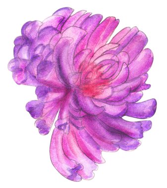 Kırmızı Yonca suluboya beyaz arkaplanda izole edilmiş.